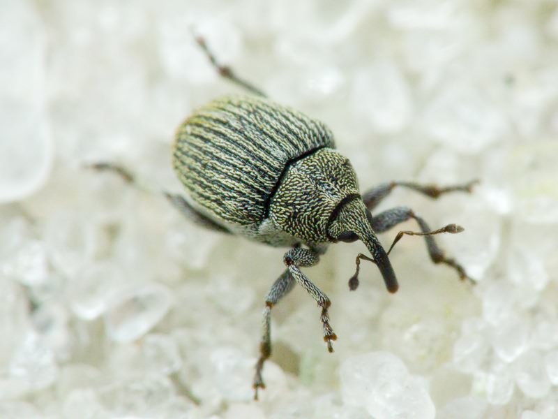 Ceutorhynchus Germar, 1824